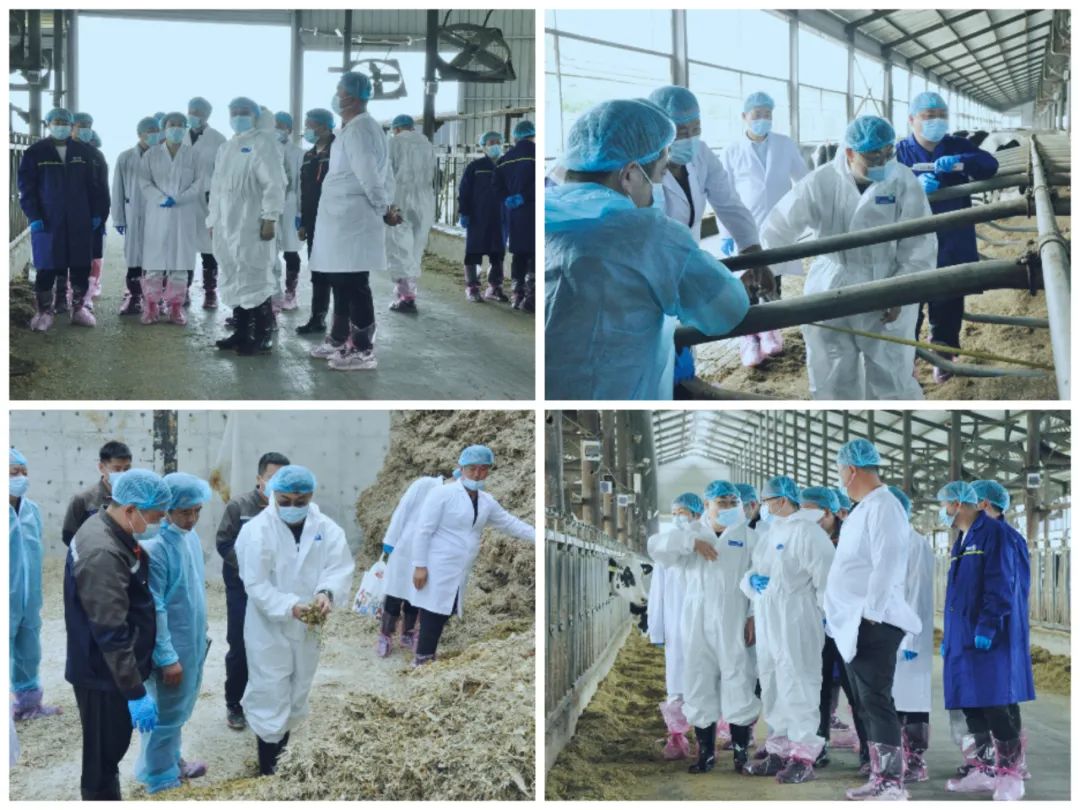 花花牛丨國(guó)家奶牛產(chǎn)業(yè)技術(shù)體系首席科學(xué)家、中國(guó)農(nóng)業(yè)大學(xué)教授李勝利一行蒞臨花花牛魯山瑞亞參觀調(diào)研