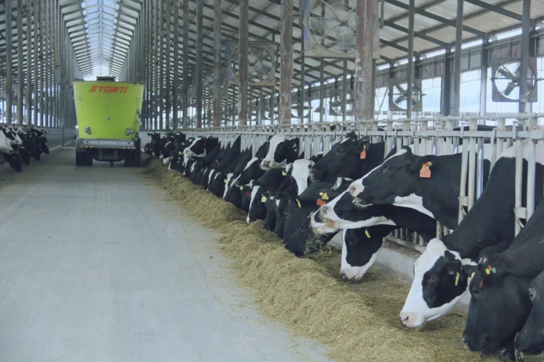 花花牛丨國(guó)家奶牛產(chǎn)業(yè)技術(shù)體系首席科學(xué)家、中國(guó)農(nóng)業(yè)大學(xué)教授李勝利一行蒞臨花花牛魯山瑞亞參觀調(diào)研