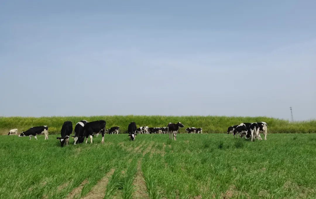 繼往開來 · 再創(chuàng)輝煌 | 花花牛乳業(yè)集團召開9月營銷、養(yǎng)殖及飼料月度經(jīng)營工作會議