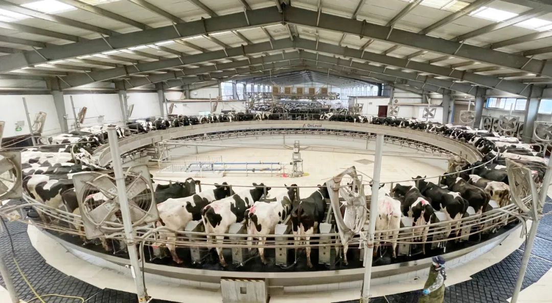 凝心聚力·贏創(chuàng)未來(lái) | 花花牛乳業(yè)集團(tuán)召開(kāi)營(yíng)銷、養(yǎng)殖及飼料經(jīng)營(yíng)工作會(huì)議